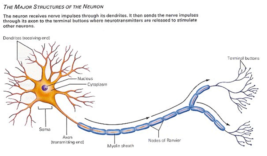 Prevalence Genetics And Inheritance National Fragile X Foundation